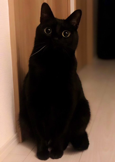 黒猫と暮らすのは本当に注意 毎日きゅるるんな顔で見つめられ きゅんきゅんが止まらない 飼い主に共感が集まる ねとらぼ