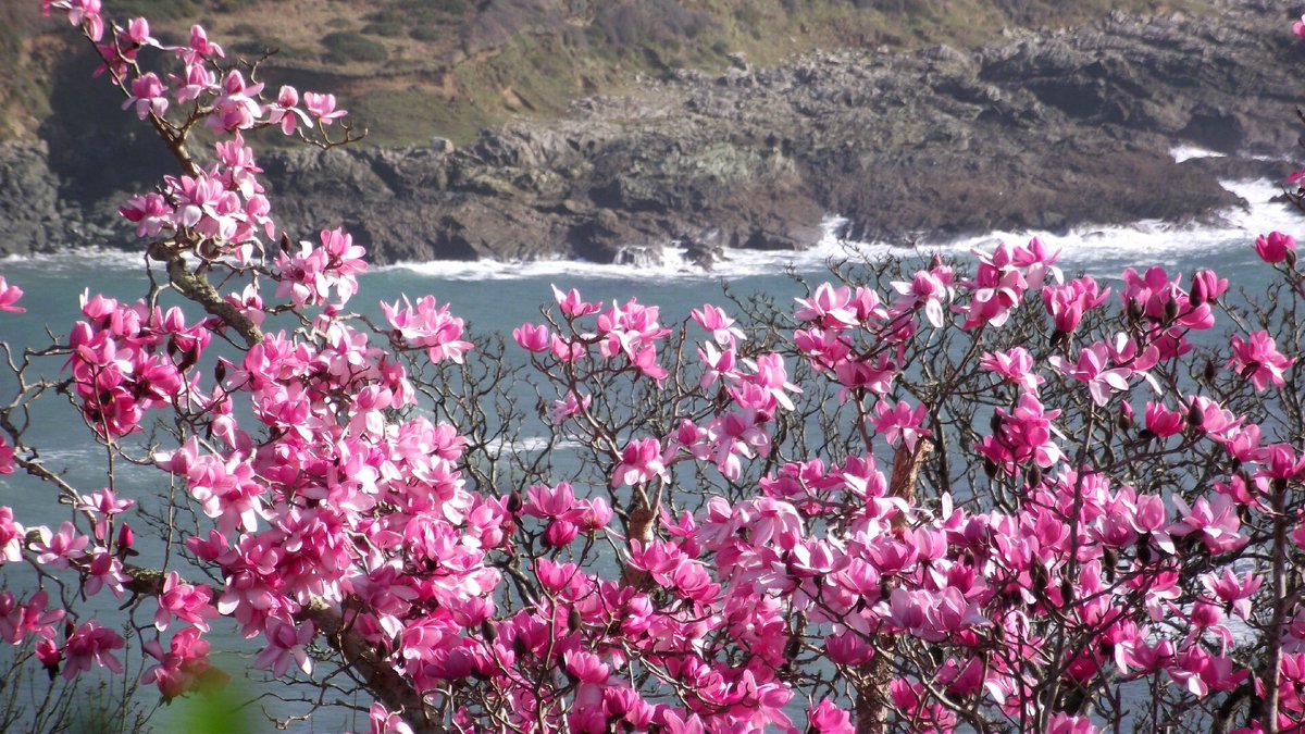 NTSouthWest's tweet photo. The magnolia campbellii at Overbeck's Garden was looking stunning earlier this month.
Thank you to supporter Verity for requesting a photo of the blooms whilst the garden was closed.
Overbeck's Garden reopens on Sun 3 April.
#NationalTrustSouthWest #Overbecks https://t.co/1RCU4Pli1E