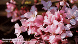 laiman_johnson's tweet photo. Embrace the romance of the whole spring flower sea 🌸 https://t.co/I92DqxCjPd