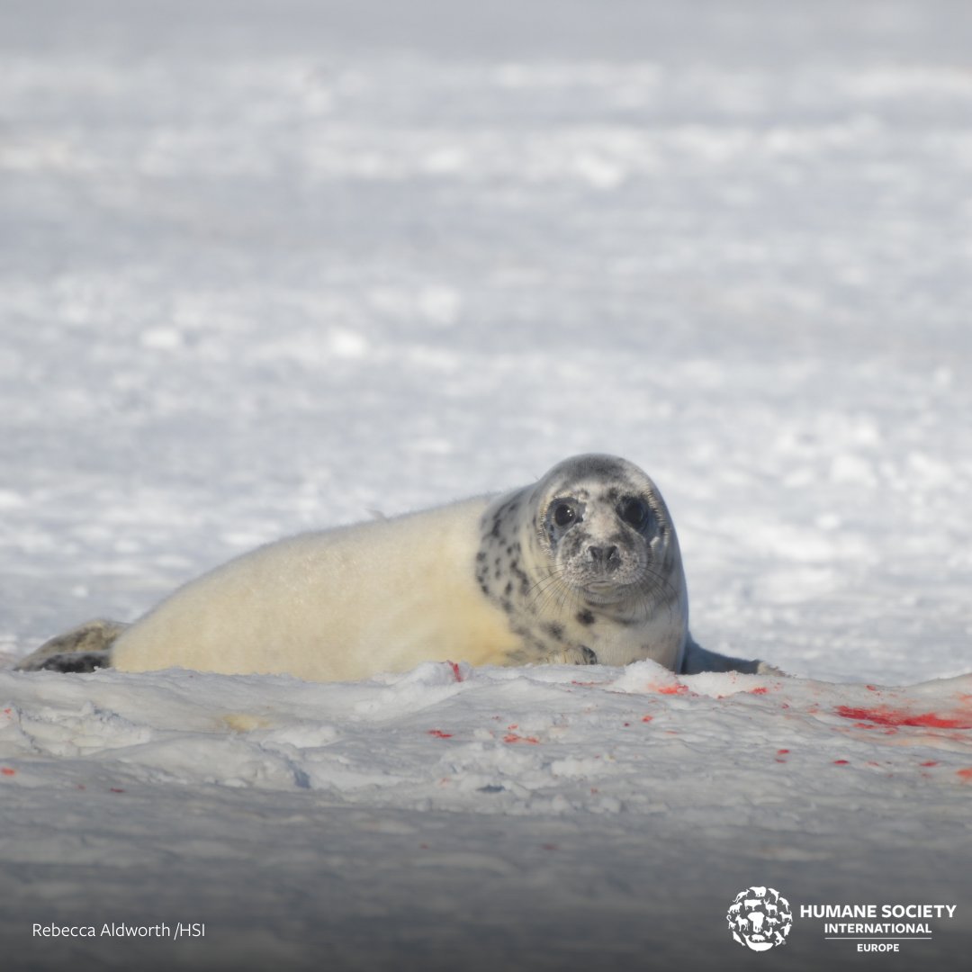 humaneworldita's tweet photo. 🦭 In #Canada migliaia di #foche vengono brutalmente uccise per la loro pelliccia durante la stagione della caccia. Aiutaci a fermare questa pratica crudele: salva i cuccioli di foca e aiuta gli altri animali che soffrono👉 https://t.co/4NzLZENBUE
#InternationaDayofSeal https://t.co/783QKmSmb7