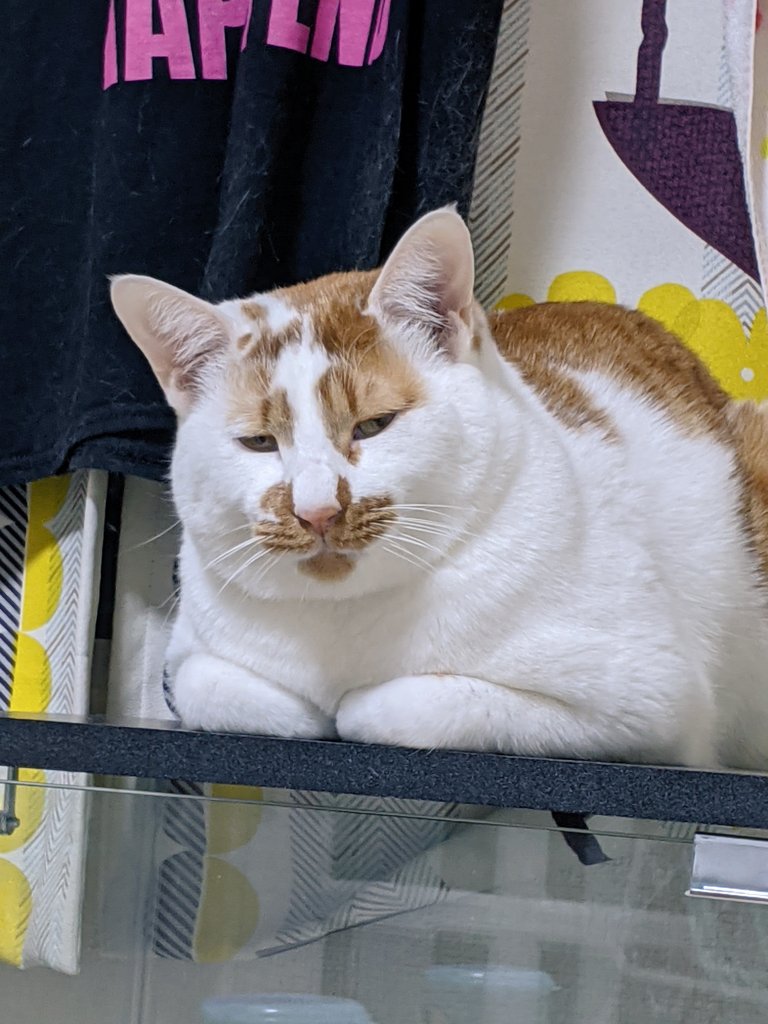 管理会社に出す猫写真 どれがいいと思う どれもかわいいけど 選び方のポイントがあって参考になる 業務中に癒やされてた Togetter 管理会社に出す猫写真 どれがいいと思う どれもかわいいけど 選び方のポイントがあって参考になる 業務中に癒やされてた Togetter