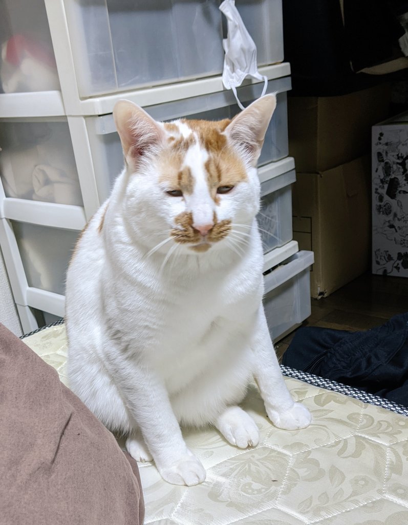 管理会社に出す猫写真 どれがいいと思う どれもかわいいけど 選び方のポイントがあって参考になる 業務中に癒やされてた Togetter 管理会社に出す猫写真 どれがいいと思う どれもかわいいけど 選び方のポイントがあって参考になる 業務中に癒やされてた Togetter