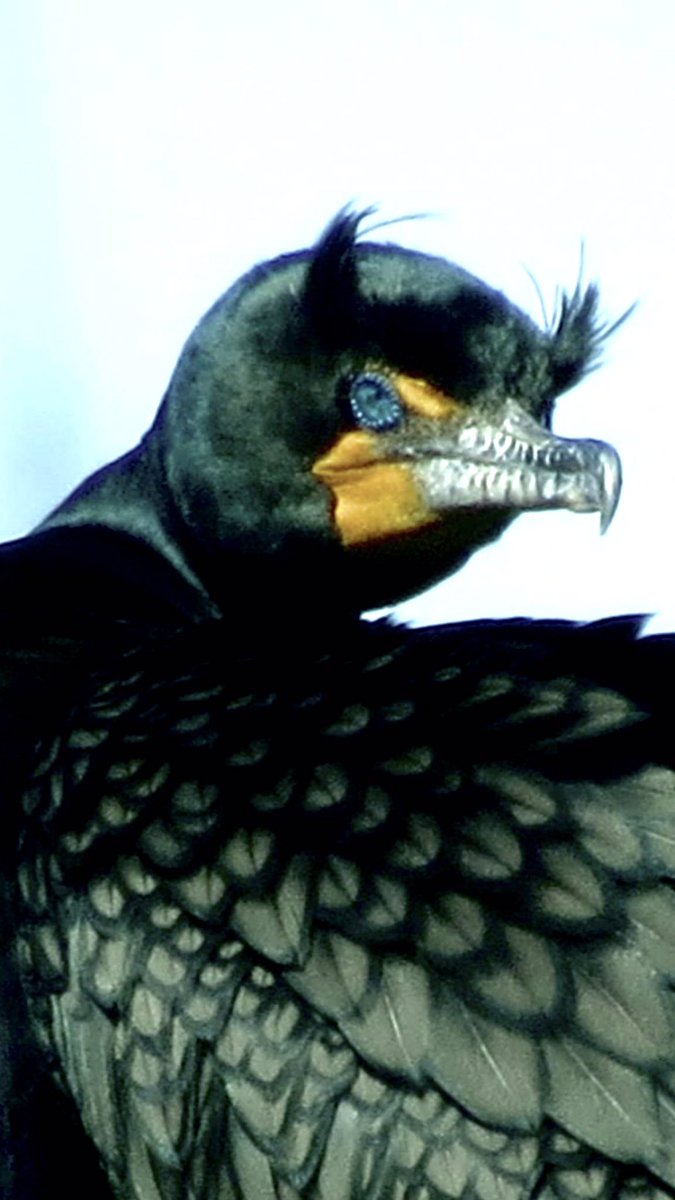 boletebill's tweet photo. DC Cormorant arrives on the CT River. This one is lookin for love…or maybe a fight#ecology#rivers#connecticut https://t.co/OHRPJKhDyB