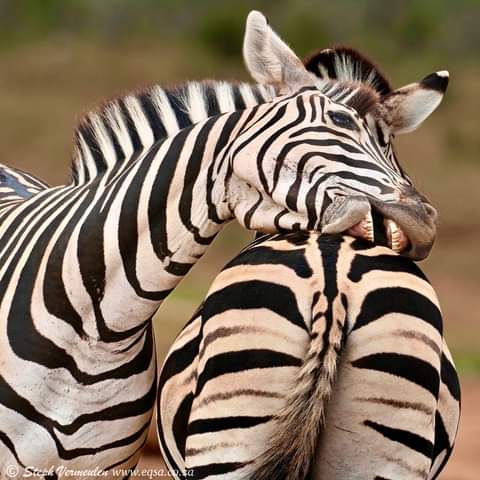 Some playful bum-biting🤪
Practice makes perfect🦓
#Zebra #wildlifesafaris 
#Africasafari
📸StephVermeulen