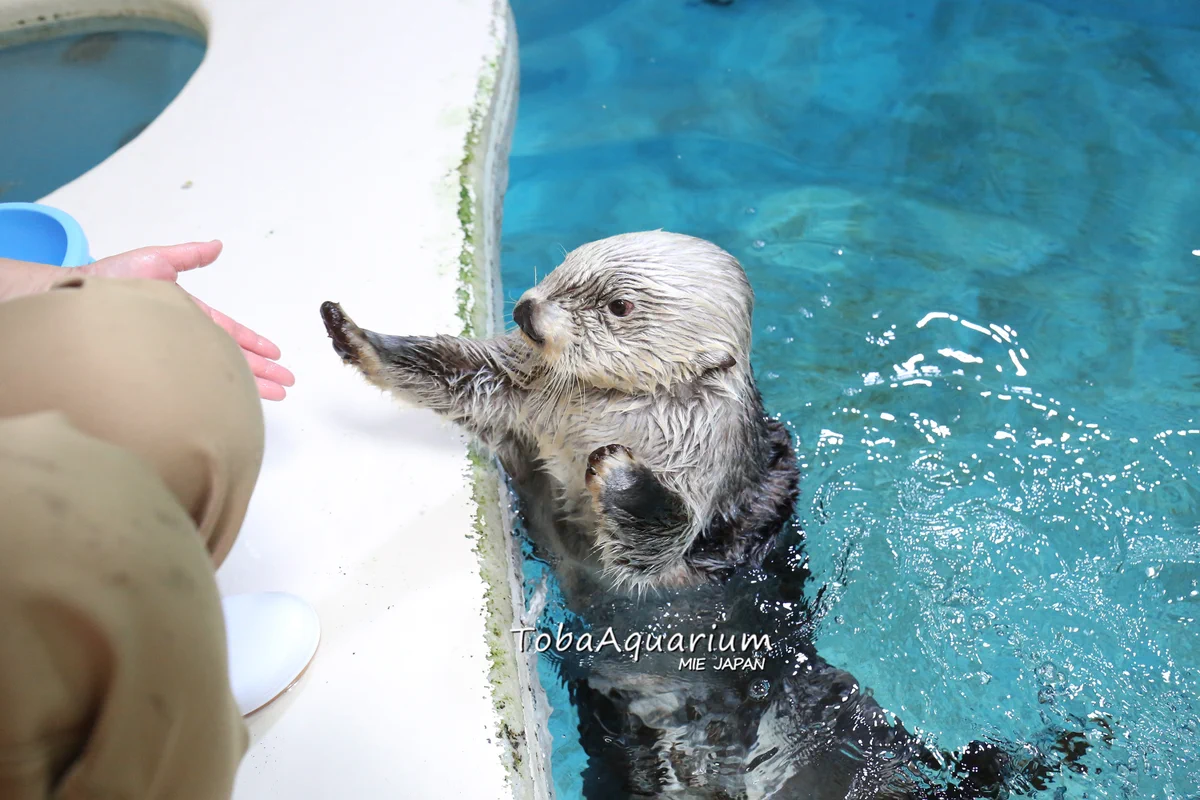 鳥羽水族館（TOBA AQUARIUM） on X: 