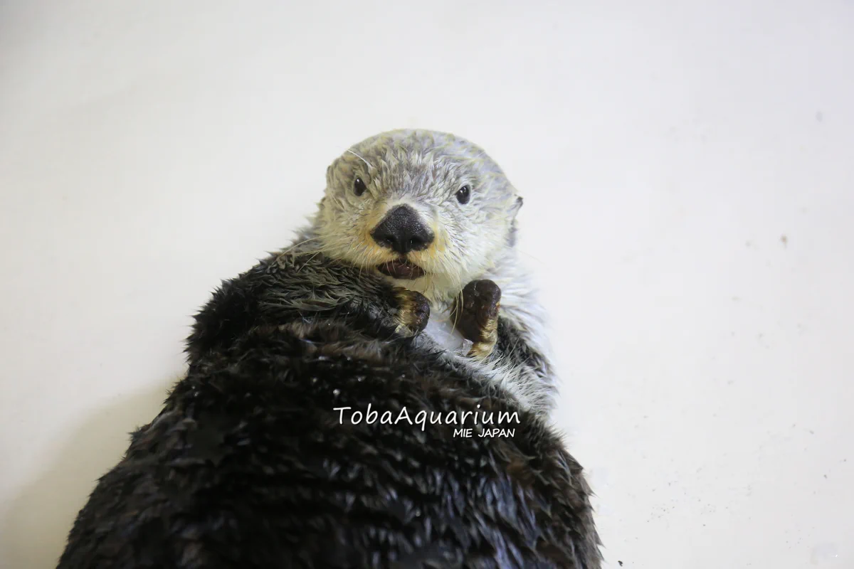 鳥羽水族館（TOBA AQUARIUM） on X: 