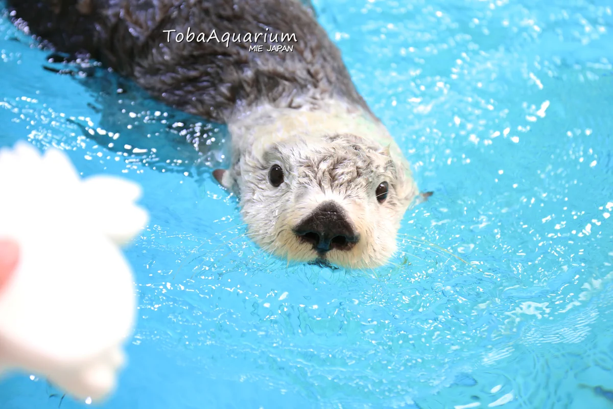 鳥羽水族館（TOBA AQUARIUM） on X: 