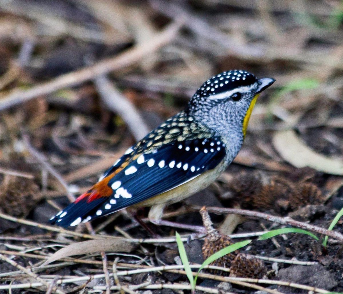 Plant native and they’ll have habitat and we get to enjoy their beauty in our yards. This is a Spotted Pardolote. #PlantNative #backyardbirds #birds #Ozbirds #birdwatching #birdphotography #nature #wildlife #Australia #photography #birding #beautiful #canon #wollongong #animals