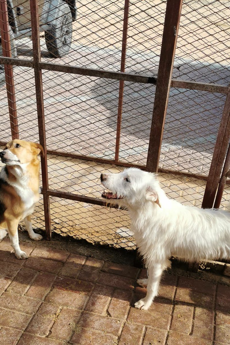 straydogscenter's tweet photo. Some snaps from this weekend 📸
#shelterdogs #adoptdontshop #uaedogs https://t.co/15qRGvHVjs