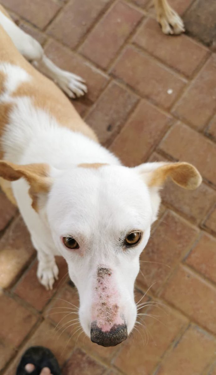 straydogscenter's tweet photo. Some snaps from this weekend 📸
#shelterdogs #adoptdontshop #uaedogs https://t.co/15qRGvHVjs