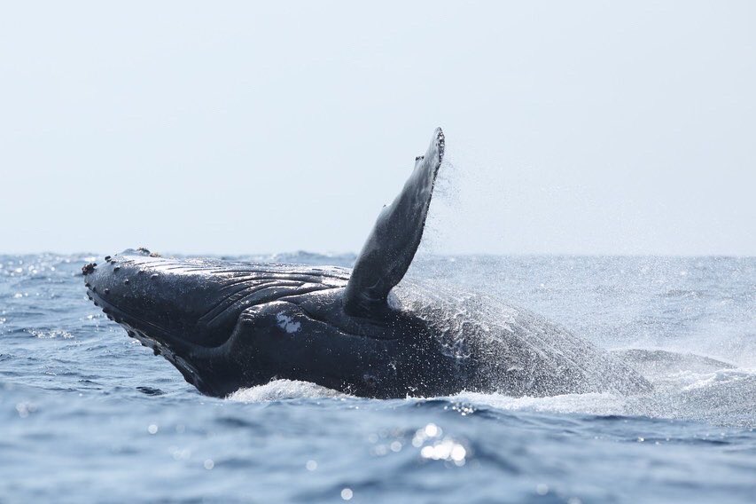 Vote for your favourite wildlife pictures!!!

Link: concoursphotoag.com/vote-concours-…
<a href="/AmazingGabon/">AmazingGabon</a> 

#wildlifephotography #Gabon #gabonatexpo2020