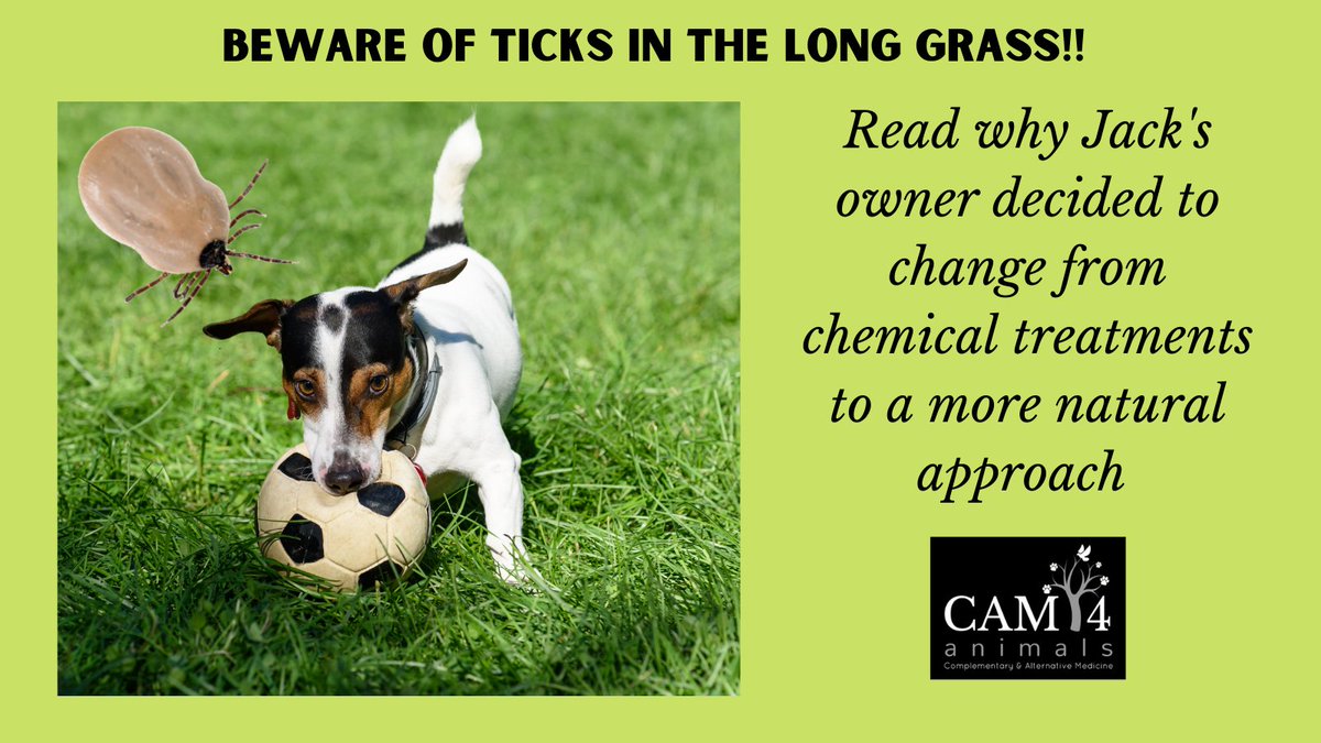 ⚡️It's Tick Bite Awareness Week‼️

🐕Our blog highlights the dangers of #tickbites + why it might be sensible to avoid harsh chemical prevention measures for health + #biodiversity

cam4animals.co.uk/jacks-tick-jou…

#tickbiteawarenessweek #dogs #dogsoftwitter #holistichealth #LymeDisease