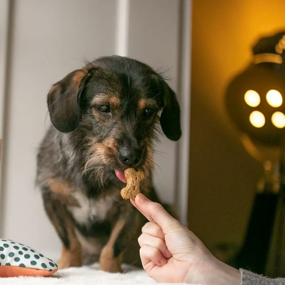 Jeremy is a big fan of our Bix. Are you?

Healthy treats upcycled from craft brewery leftovers.
Good for your dog. Good for the planet.

#naturaldogtreats #naturaldogfood #ecodogtreats #healthydogtreats #vegandogs #vegandogsquad #plantbaseddog #vegandogtreats