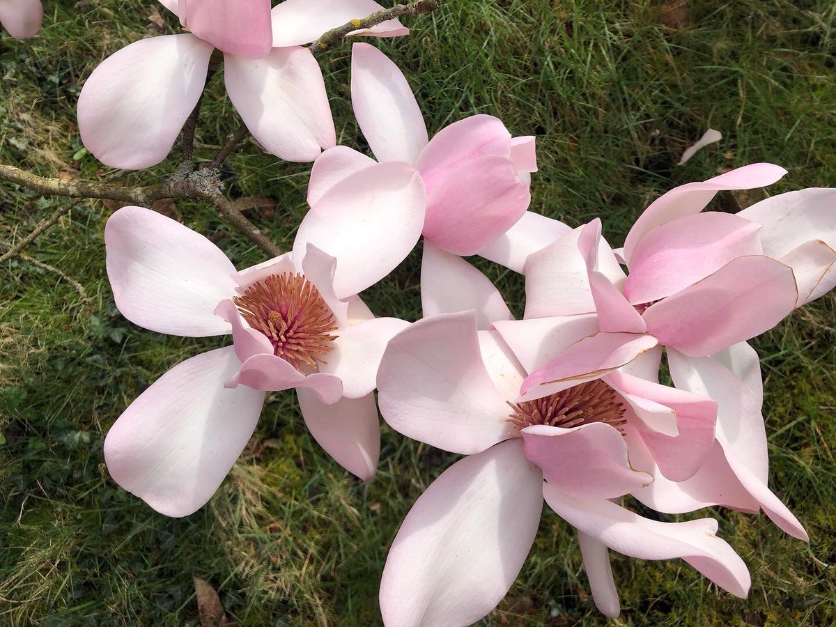 GwentNGS's tweet photo. SPRING IN LLANOVER GARDEN - a celebration of magnificent Magnolias, Camellias, a multitude of Spring bulbs and much, much more

The garden is open from 2-5pm on Sunday, 27th March. You may pay at the gate or book in advance here https://t.co/ypKFcU5dDf https://t.co/efGSDcdbYj