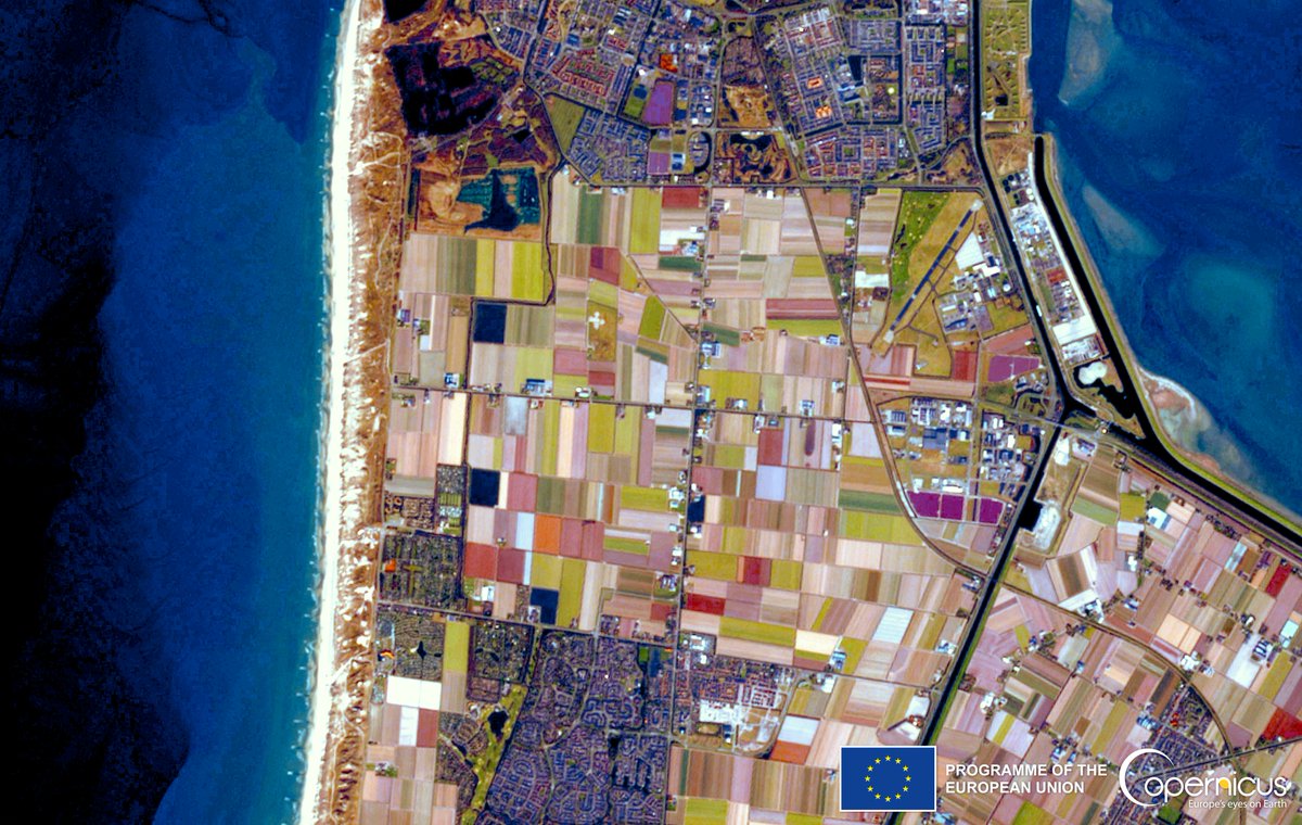 #Copernicus for land monitoring 

Yesterday 21 March was the first day of spring 🌻🌞

On the same day, #Sentinel2 🇪🇺🛰️captured the first flowering 🌷💐#tulip fields near Den Helder in #Netherlands 🇳🇱