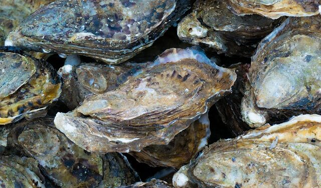pesceinrete's tweet photo. Diete a base di #microalghe per l’#ostreicoltura: dal Portogallo buone nuove.
https://t.co/Mt90why4tl https://t.co/D2aOi9v7xQ