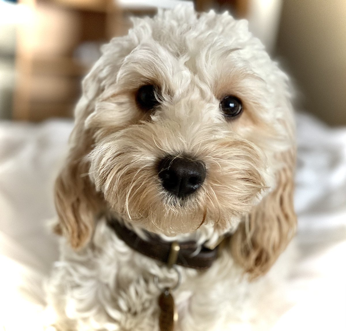 My momma has been on Twitter 10 years. She has done 1,000s of tweets about politics.

I’ve been on here a year. I’ve done 100 or so posts about fluffy cuteness. 

I have 5,000 followers. 

Proof the world loves cute fluffiness more than politics.  

#dogsoftwitter
