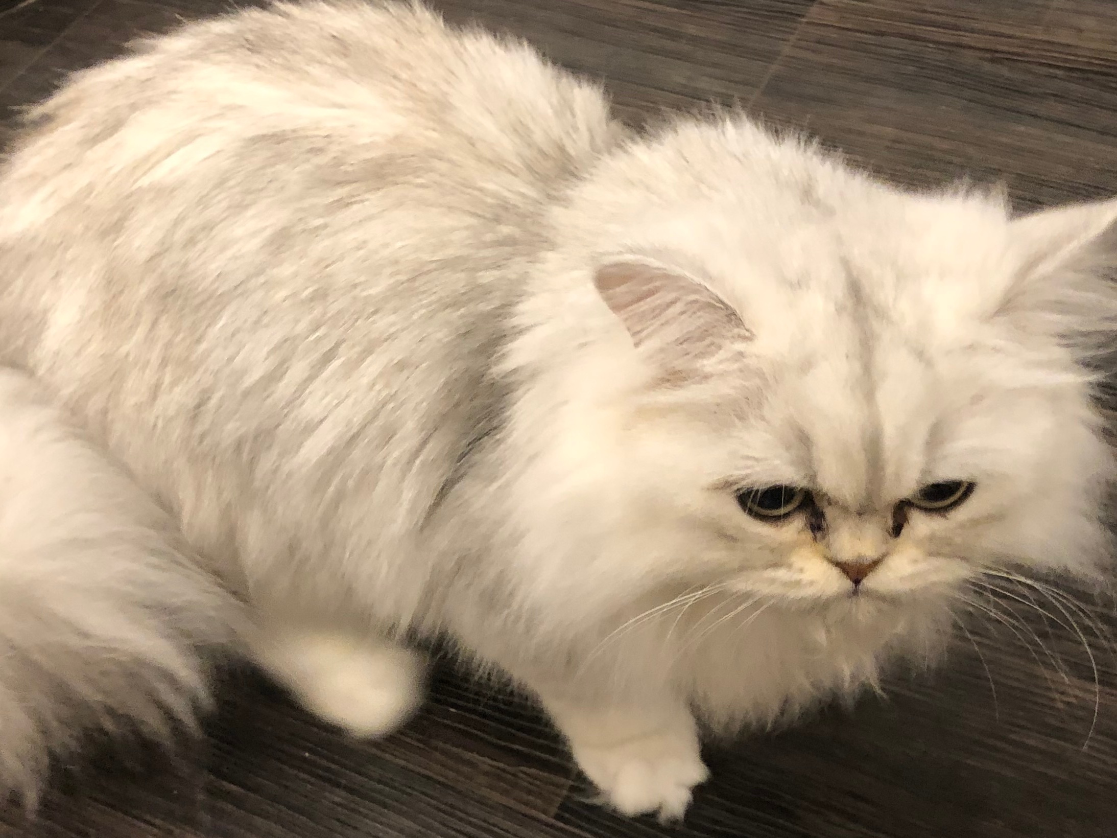 にっぽん猫カフェめぐり Catcafe Meguri Twitter