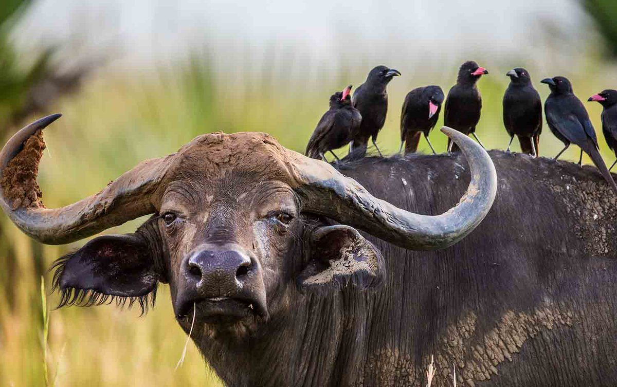 wanderlustmag's tweet photo. Go wild in Uganda! 5 incredible experiences> https://t.co/sckSBp0K6W

Number two looks amazing...

#ad #wlug https://t.co/MQettJzz3q