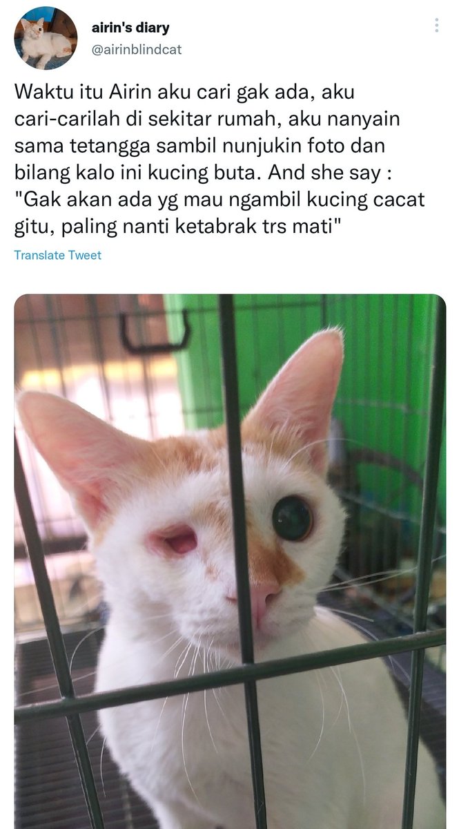 Pets 🐈🐕🦺🐇🐦 Fess tweet media