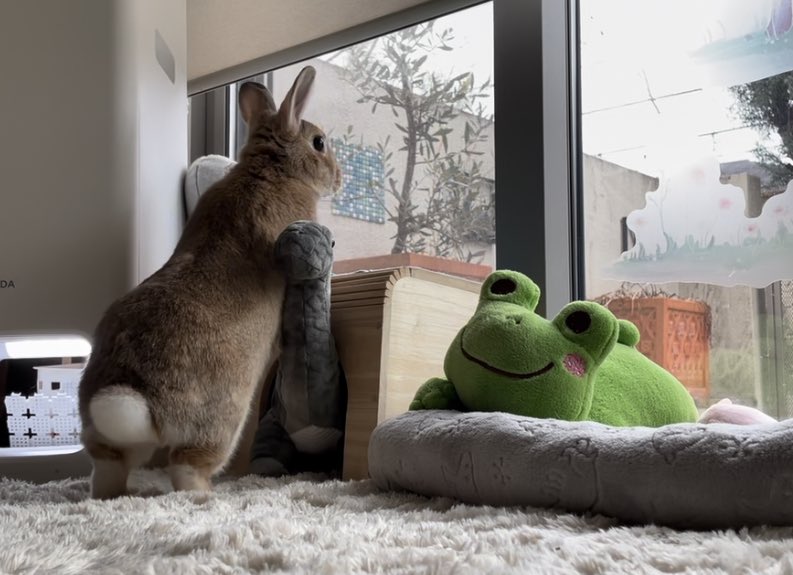 Healing  Rabbit tweet media
