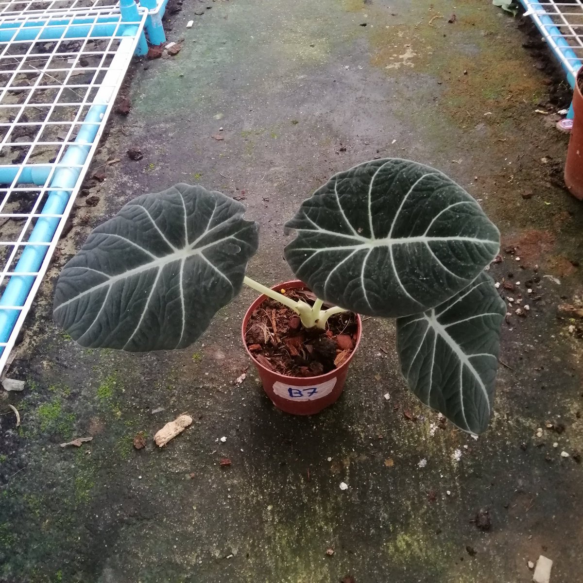 Treeshop29's tweet photo. @kim_tavarez2 Alocasia black velvet leaves in Thailand https://t.co/wRNwecpFpU