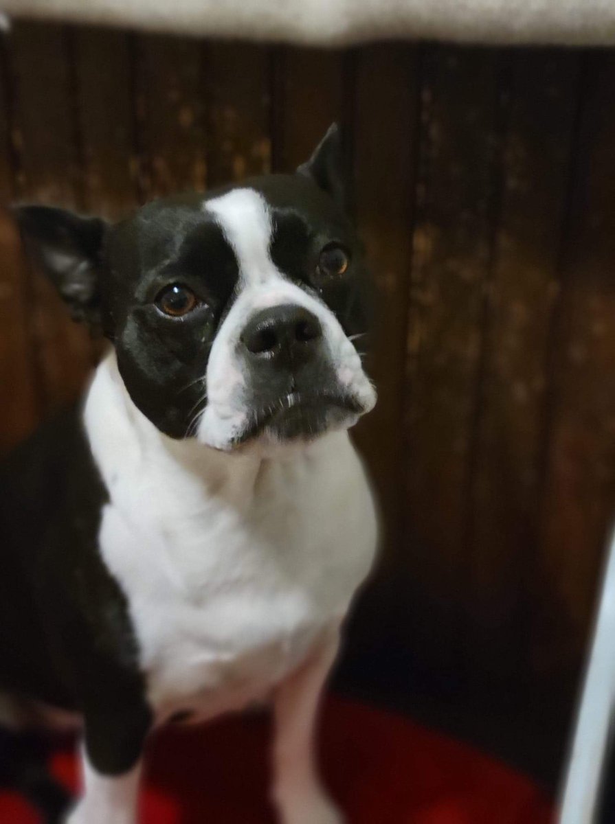 MoishesMom's tweet photo. Minnie Bat π¦ is feeling extremely grumpy today #grumpypup #minniebat https://t.co/xneCDjsK32