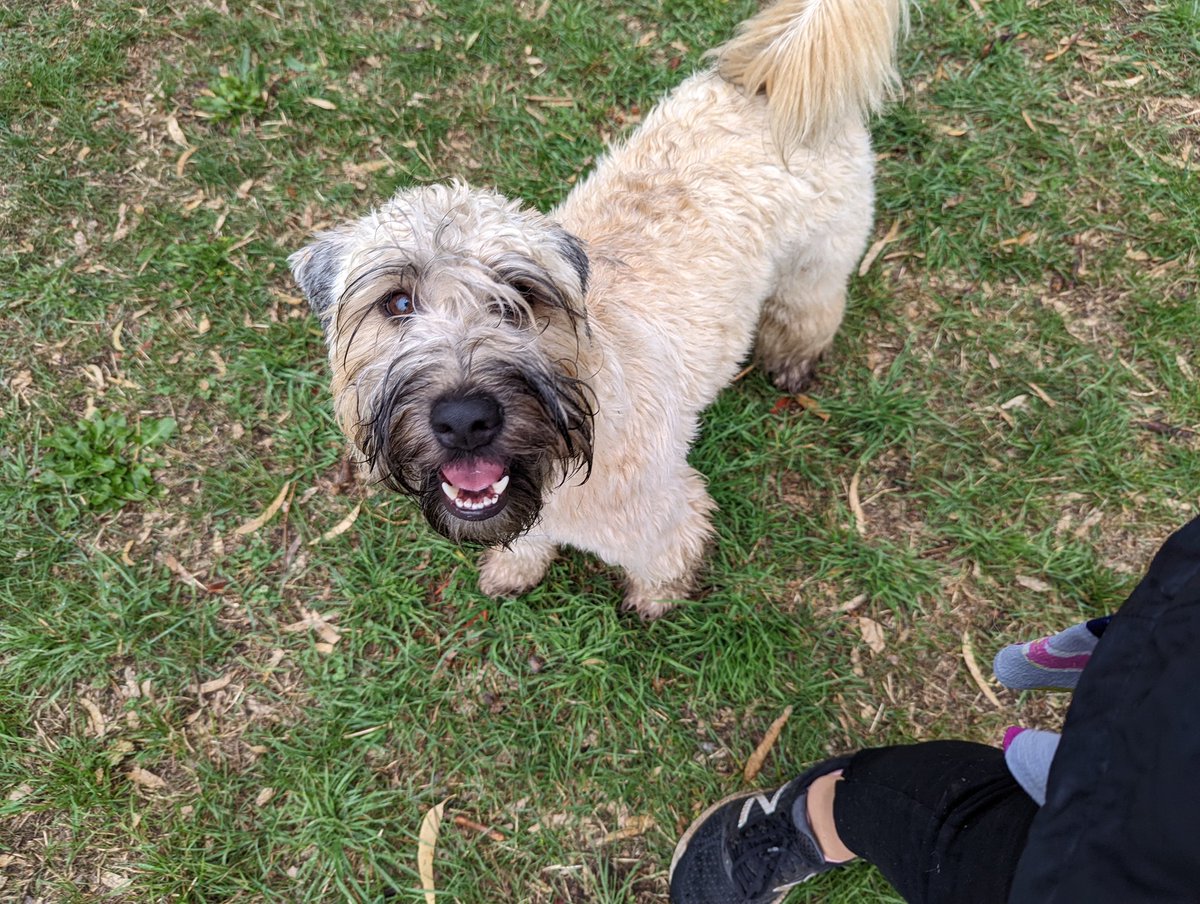 OberonWheaten's tweet photo. A little rain makes the park so much fun! The ground is nice and soft and perfect for digging.
#LittleDigger #ProudOfHisWork #BathTime https://t.co/OCznlw6SmA