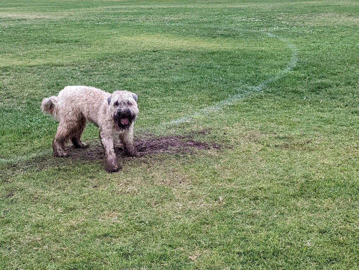 OberonWheaten's tweet photo. A little rain makes the park so much fun! The ground is nice and soft and perfect for digging.
#LittleDigger #ProudOfHisWork #BathTime https://t.co/OCznlw6SmA