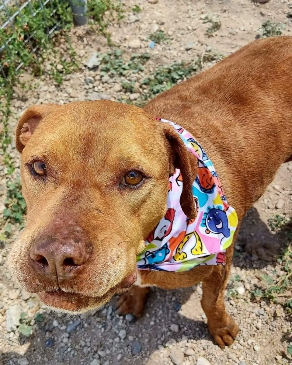 Mimosa está en adopción en el Centro de Protección Animal Tierra Blanca. ¿Nos ayudas a difundir? ¿Le encontramos un hogar?
Si quieres venir a conocerla contacta a través del correo: 
cpa.tierrablanca@tragsa.es