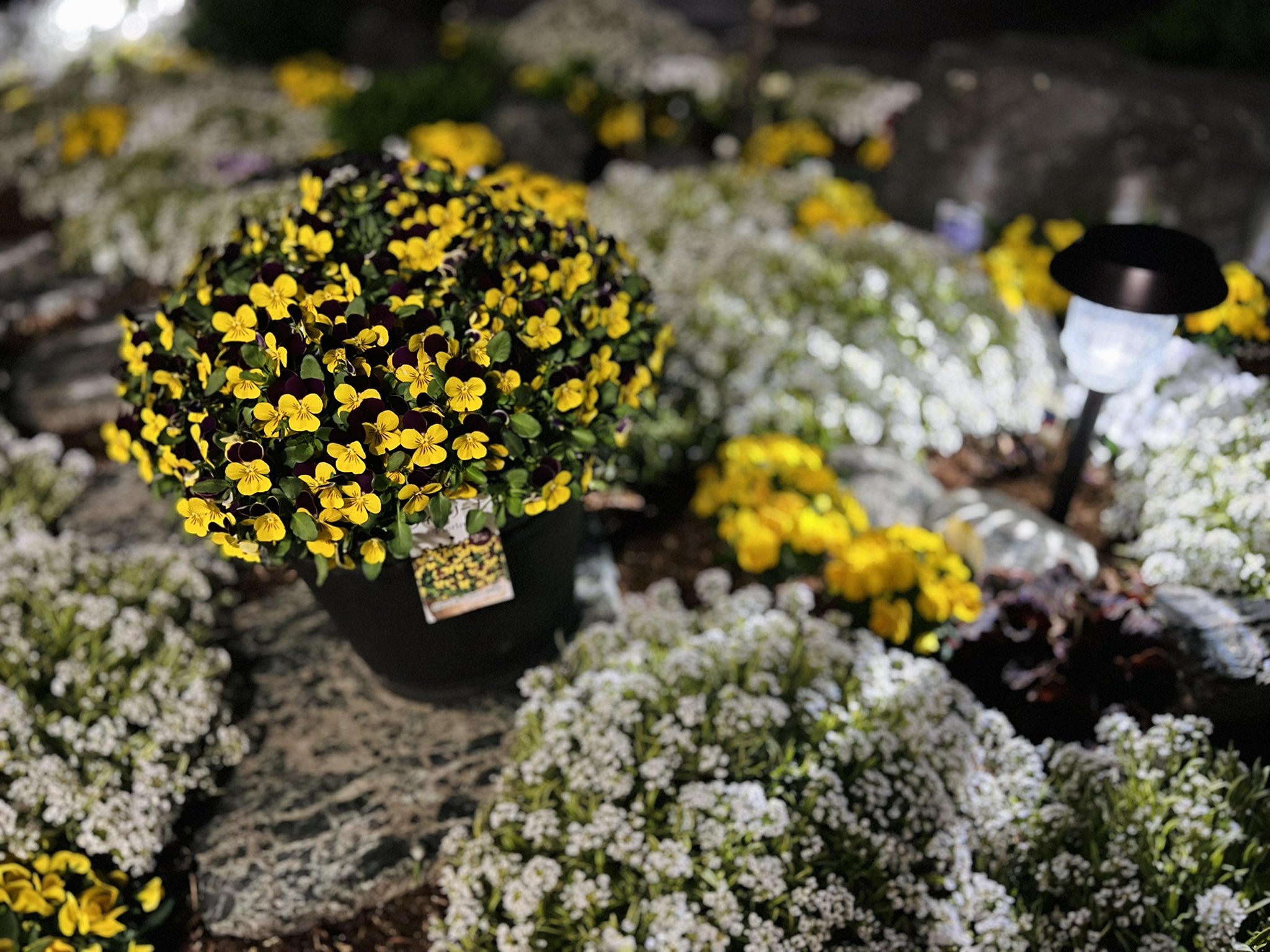 趣味の園芸やっちゃんねる Nightフィオリーナ サントリーフラワーズ フィオリーナ ベルベットゴールド 10号鉢に1株植えです この品種はフィオリーナの中でも1番大きくなりますね それにしても大きい まだ成長しそう サンフラアンバサダー22