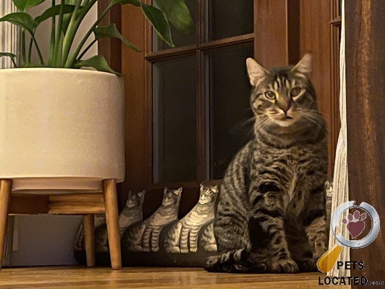 PetsLocated's tweet photo. Tabby Cat lost in Ouston, County Durham (DH2) on 10th March 2022 #lostcats #lostpets #animalrescue https://t.co/2pW42pZ0hw https://t.co/phTkmkzFid
