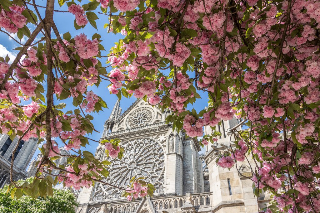 BeyTours's tweet photo. 🌸GM!
It's officially Spring. Do you know where the best spots in Paris are to admire the cherry blossom trees?
👇
https://t.co/BOdlEIowMq 

📸 @ParisJeTaime https://t.co/H4ptoj8P05