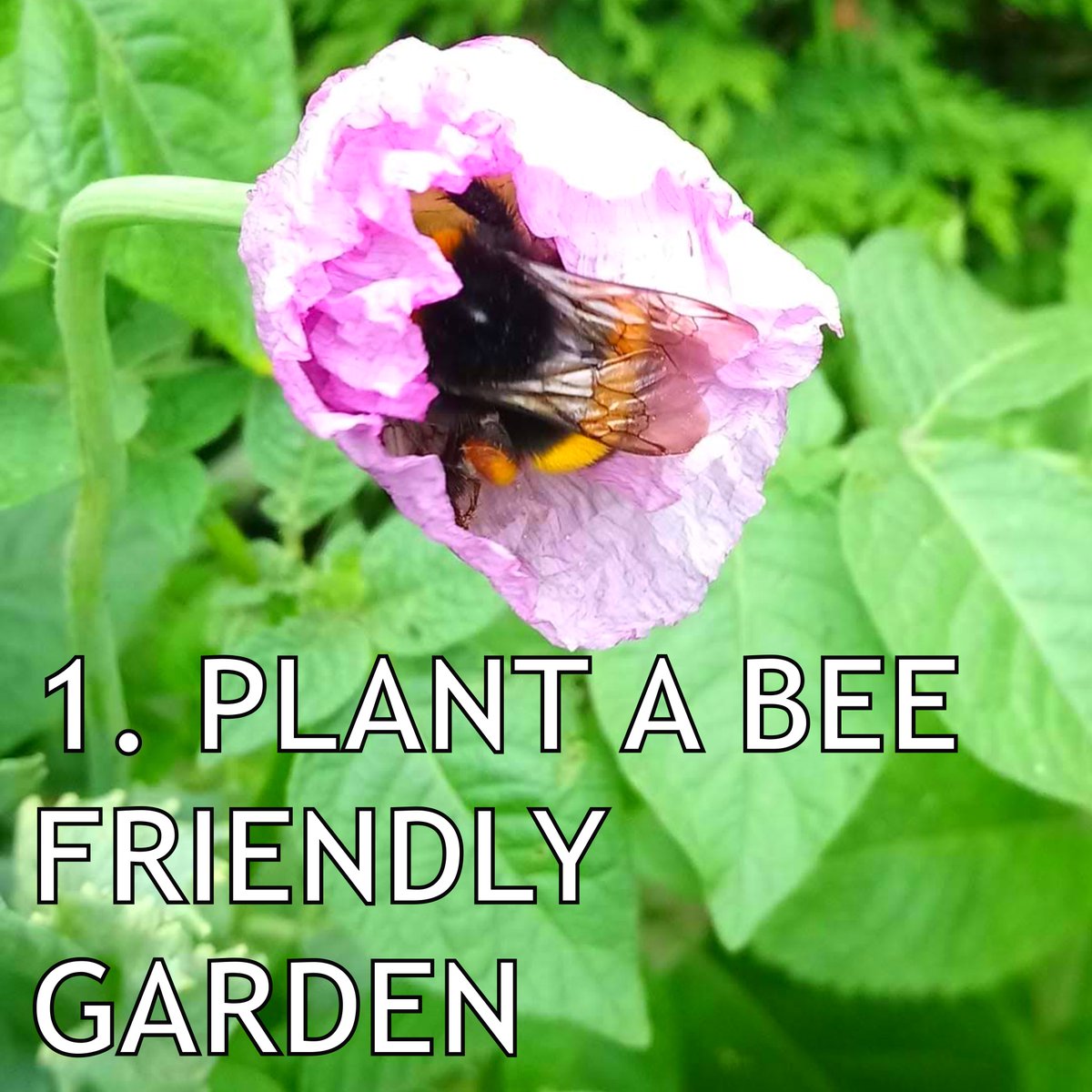 Spring is here so we're sharing our top tips on how to help the bees over the coming months.
When choosing plants keep in mind these 10 flowers to help attract honey bees: tinyurl.com/2p94edh8
🐝 Interested in volunteering with BuzzWorks? Get in touch: linktr.ee/buzzwork_ah