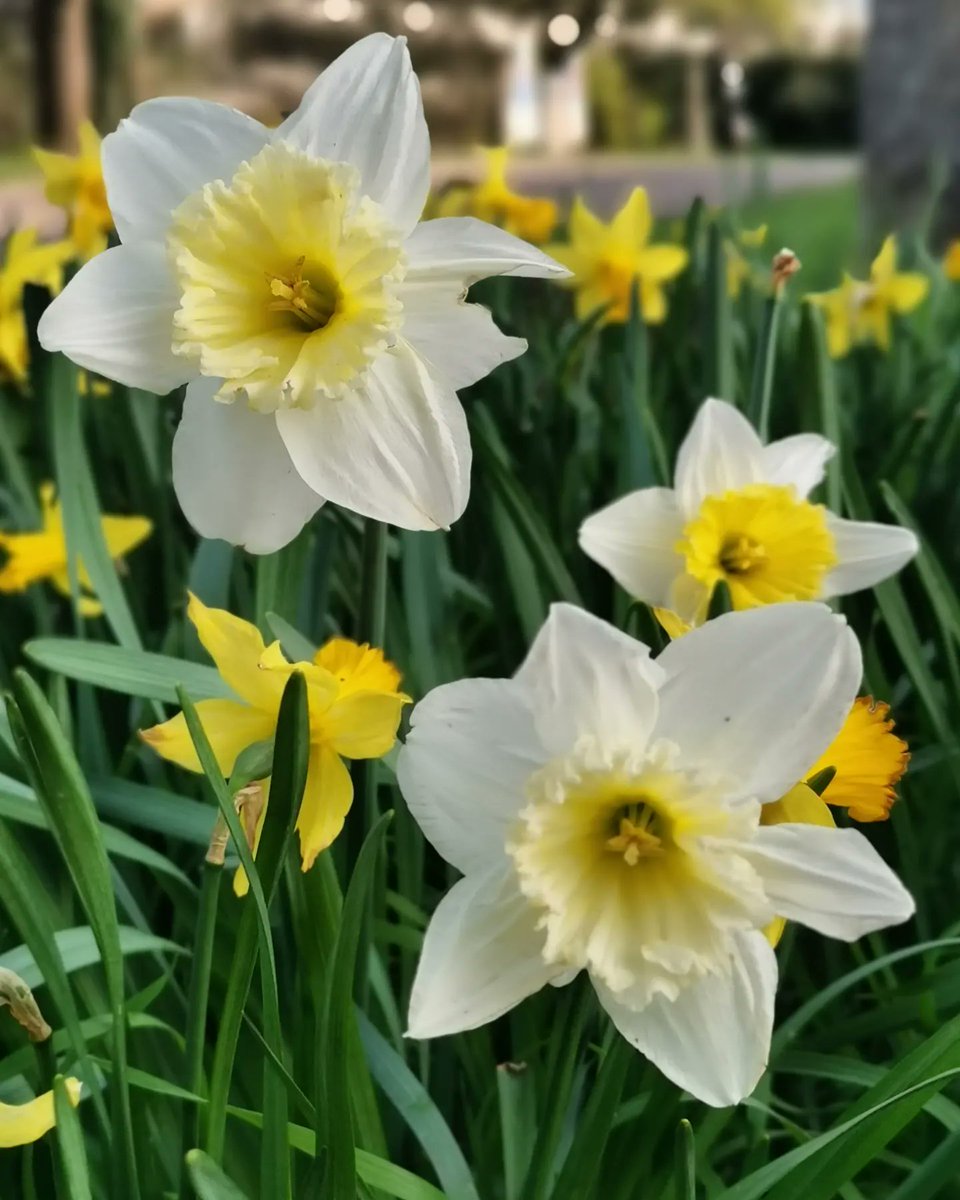 Daffodils in the churchyard at All Saints' Church this morning 🌻
-
#daffodils #springflowers #spring #springmornings #nature #flowers #hertford #herts #igersherts #igersuk