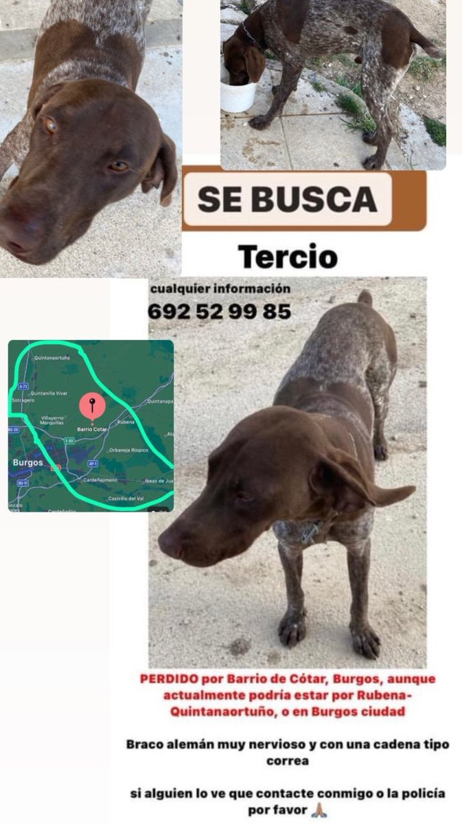 PoliciadeBurgos's tweet photo. 📣SE BUSCA UN PERRO PERDIDO

Solicitamos la ayuda ciudadana para encontrar a este perro.
Se llama Tercio y se perdió por el Barrio de Cótar el viernes 18 de marzo.
Sus dueños nos han hecho llegar esta información y un número de contacto: 📱692529985

#VelandoporBurgos
🔍👇 https://t.co/FiIAVoMiXY