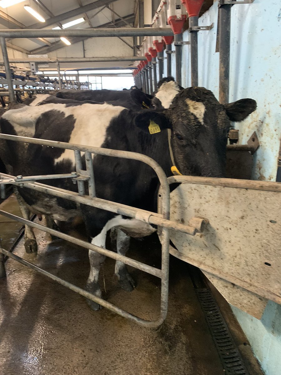 tom walsh tweet media