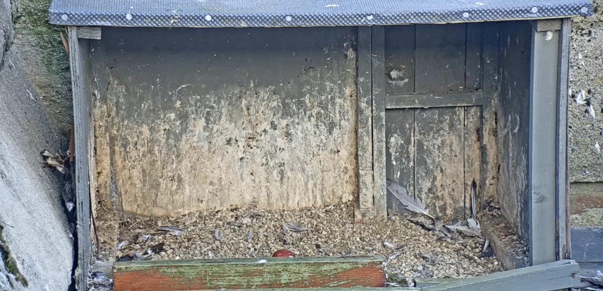 Andoverfalcons's tweet photo. We have an egg! https://t.co/yn2e0F66xt