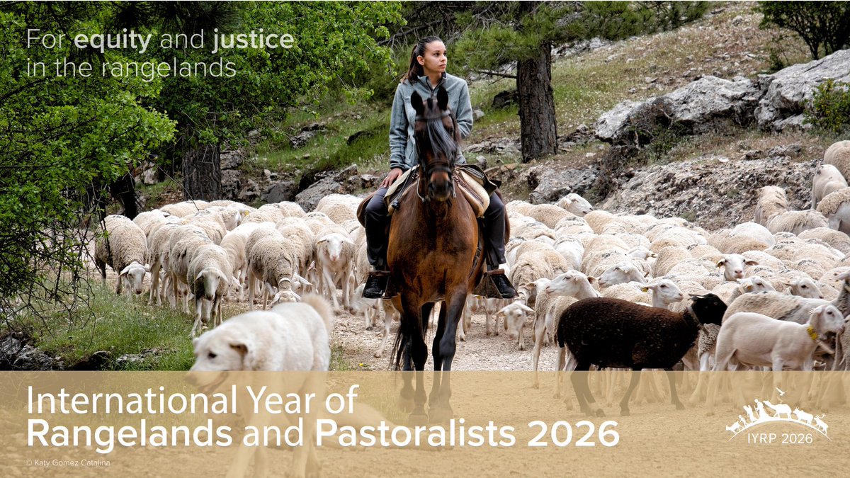 IYRP2026's tweet photo. Many pastoral communities suffer from benign neglect. They deserve equal rights and access to financial safety nets, secure land tenure, rule of law, electricity &amp; telecommunications, appropriate health, veterinary &amp; education services.→ https://t.co/tRXCMXTLix #IYRPforJustice https://t.co/OpjbUsjvcz