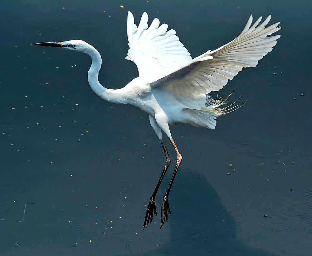 Egret of the Day. 