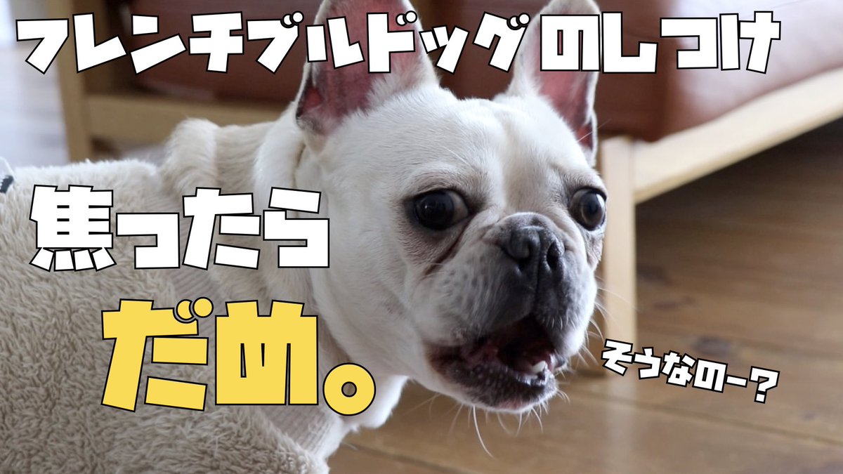 tororo__1005's tweet photo. 動画公開のお知らせ😊

今回はしつけについての動画です❗️

お手、おかわり、待てなど
皆さんの愛犬ちゃんはどんな技を習得
してますか❓✨

なかなから言うことを聞いてくれない事もあると思います。

うちではこんな方法でやってます🤣

https://t.co/AtakIO6l6y

#フレブル　#フレンチブルドッグ https://t.co/6Wv0aZYOYE