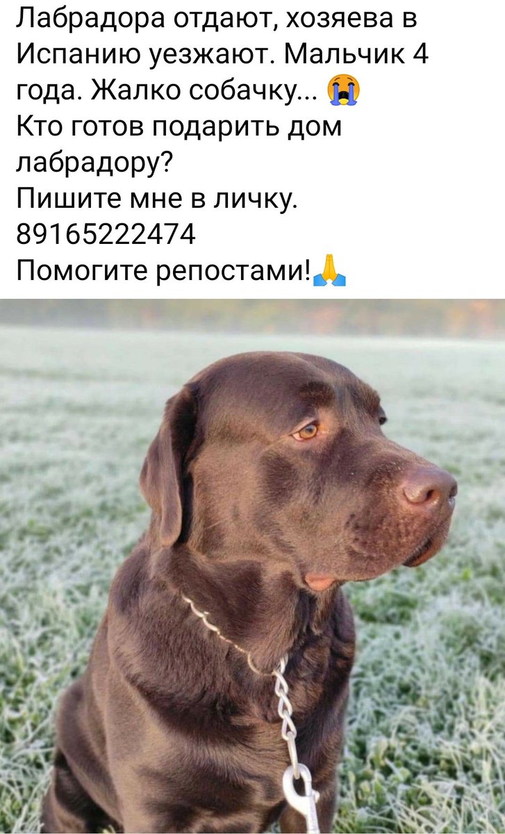 Москва и МО!!!! 🆘🆘🆘 Комментировать такие поступки нет больше сил, Бог им и Вселенная судьи.. Вдруг кто то пожалеет и подарит 🏠??? 
Не звонила, не писала, не могу, узнавайте по телефону,он указан в скрине.