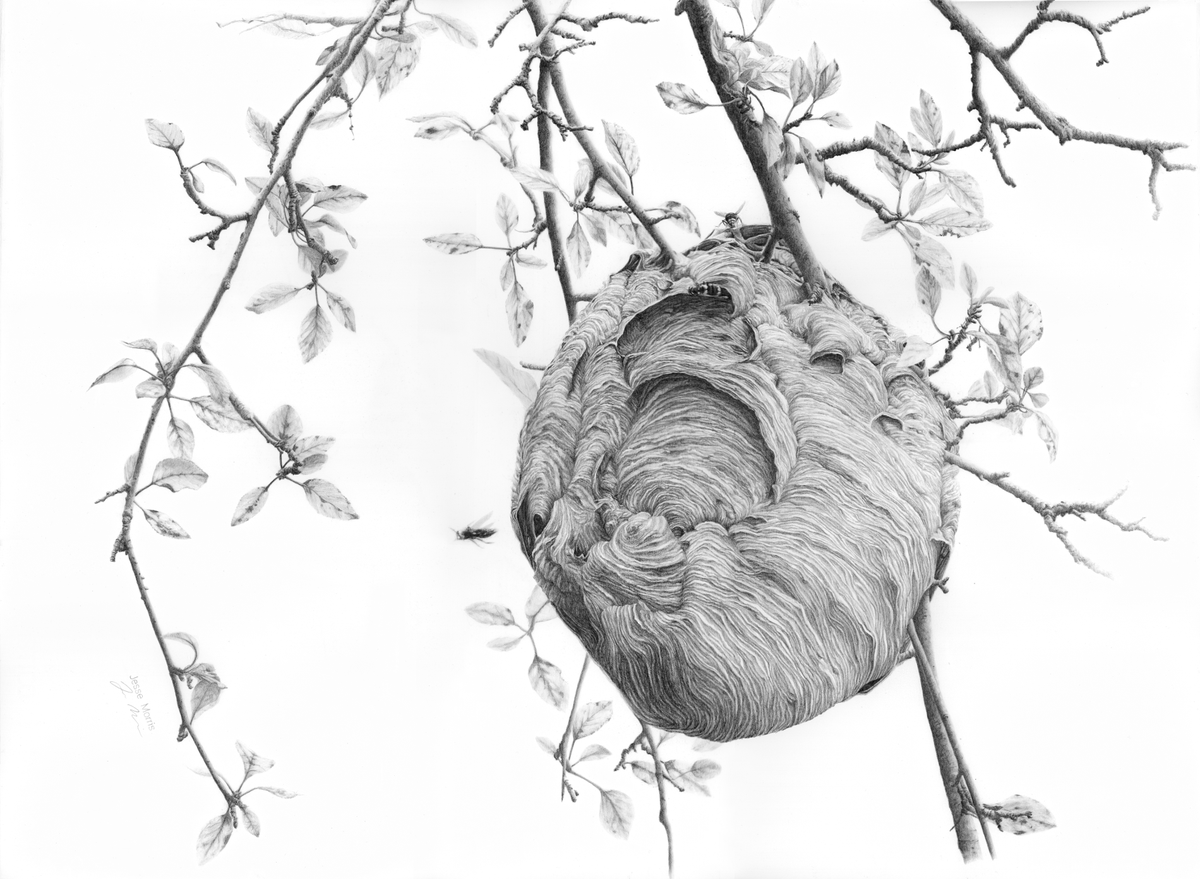 Bald-faced hornets nest in the branches. Pencil on paper.
#boreal #borealforest #hornet #hornetnest #sciart #drawing