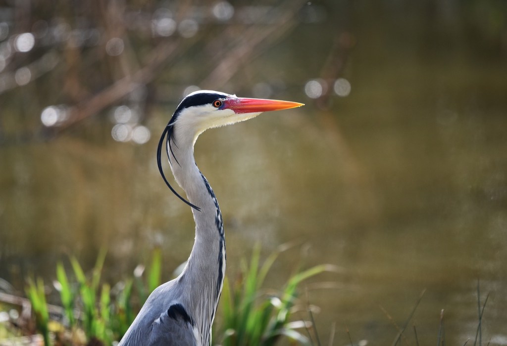 De #reiger op jouw pad? Hij zegt: langzamer aan doen, meer #focus op wat je echt wilt. Kom in jouw kracht. Rechtop, borst vooruit. uitjebewust.nl/de-reiger/

#boodschappenvandieren #bewustzijn #bewustwording #coaching #inzicht #natuurlezen  #persoonlijkekracht #persoonlijkegroei