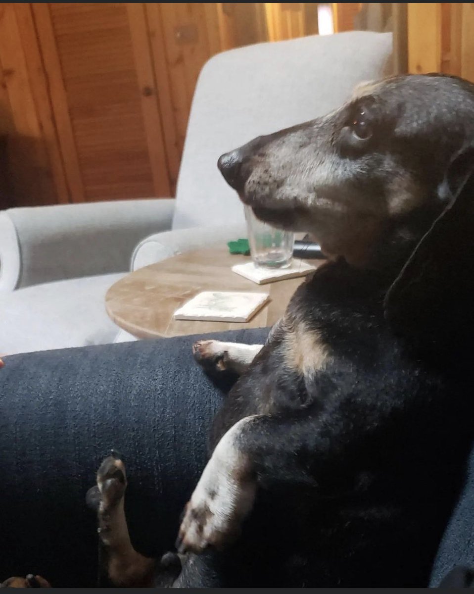 JasonTr53821961's tweet image. #BuschCTOcontest my name is Rudy and I’m tired of sitting around the house. It’s time to get back to work!