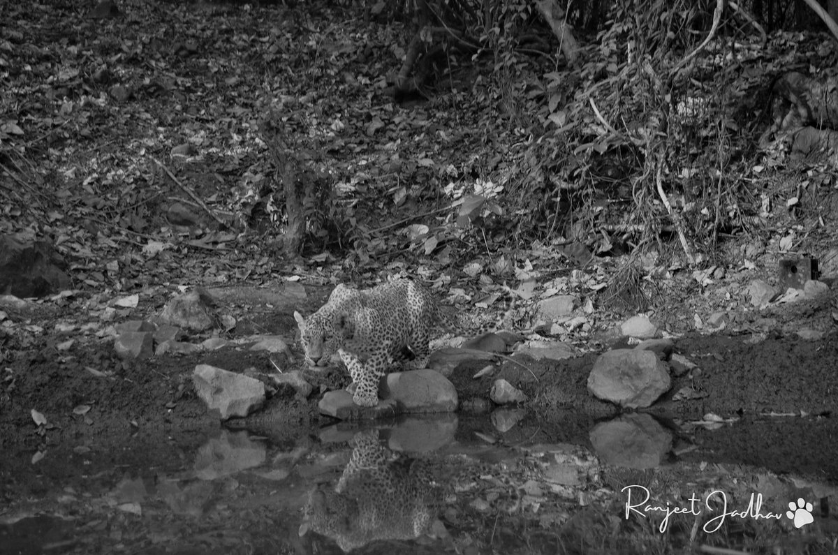"Water is the driving force of all nature." Preserve water. - Leonardo da Vinci

#WaterDay2022 #WorldWaterDay

DSLR Camera Trap image of a leopard #JackSparrow from #AareyForest  <a href="/RandeepHooda/">Randeep Hooda</a> <a href="/saroshlodhi/">Sarosh</a> <a href="/KP24/">Kevin Pietersen🦏</a>  <a href="/vidyathreya/">vidya athreya</a> <a href="/nayankhanolkar/">Nayan Khanolkar</a>