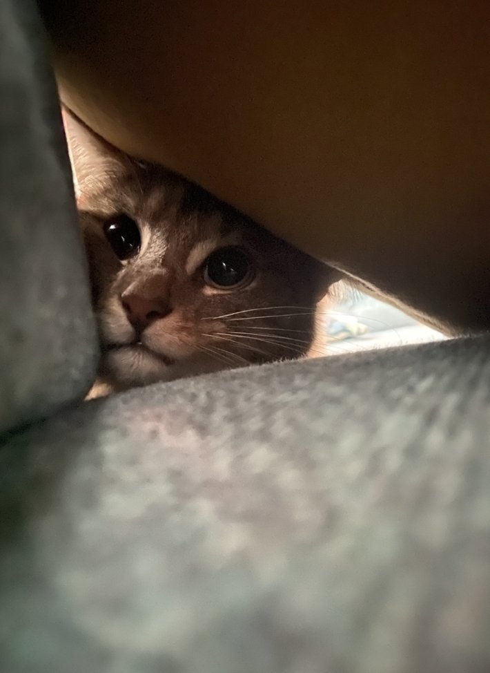 ComputersYork's tweet photo. While we have been working hard to upgrade all our customers to a new endpoint security #SentinelOne, our 'security officer' has been working just as hard keeping the mice away 😼 #localit #localbusiness #yorkbusiness #itsupport https://t.co/my8pSwJJ5A