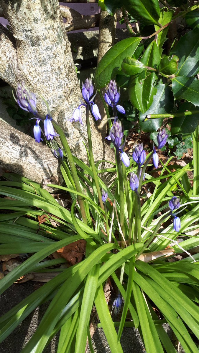 DolveanHouseBB's tweet photo. Our first #bluebells are open whereas the roses have flowered through winter this year.
#bluebells #roses #frontgarden #gardening #cornishspring #spring https://t.co/xSaQ1nZScz