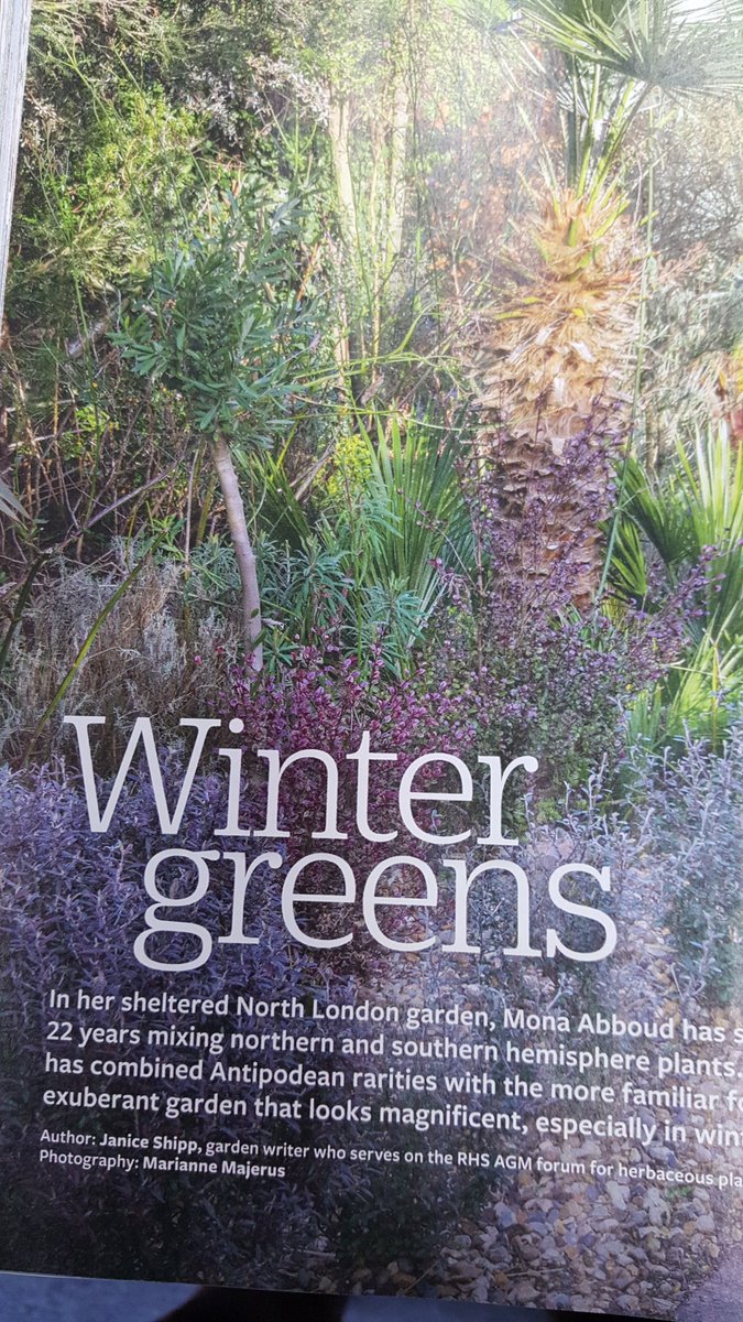 Super to see Mona's garden featured in the <a href="/RHS/">Russell Smith 🤙</a> Garden magazine with her wonderful collection of Australasian plants and #NationalPlantCollection of Corokia