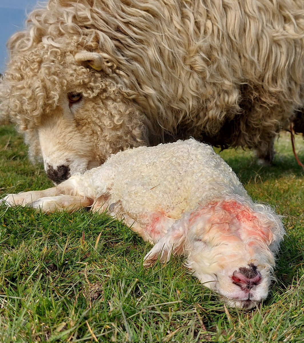 1st bun out of the oven. 2nd due anytime 😊 
#lambing2022 #sheep #Ilkley #Yorkshire